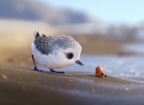 Piper - Disney Pixar - Oscar winning Short Movie